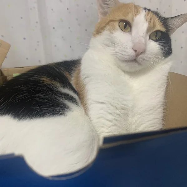 Original photo: calico cat