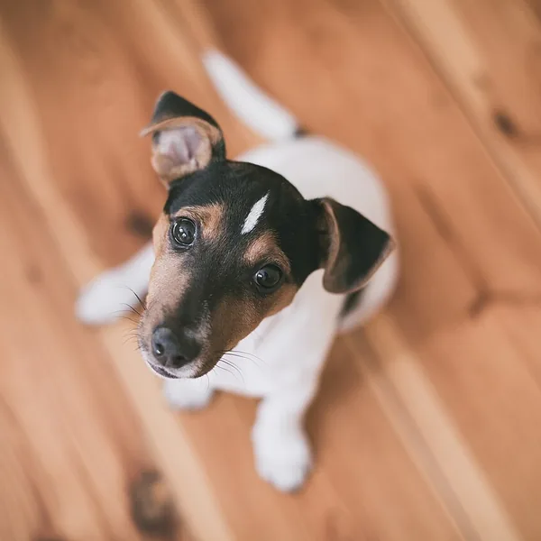 Original photo: jack russell puppy