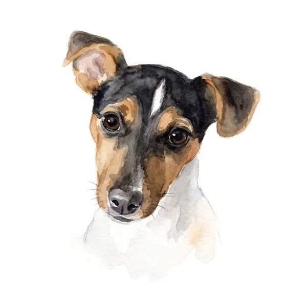 Jack Russell puppy as a watercolour portrait