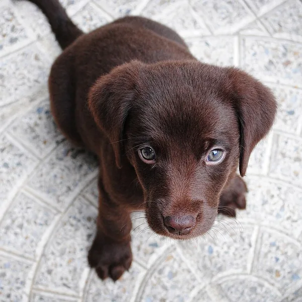 Original photo: chocolate lab puppy