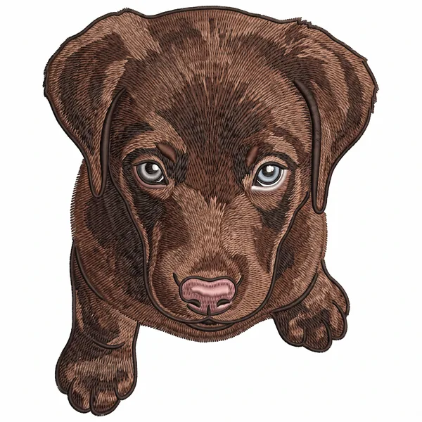 Chocolate lab puppy as a stitched look portrait