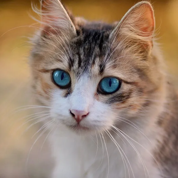 Original photo: tabby kitten