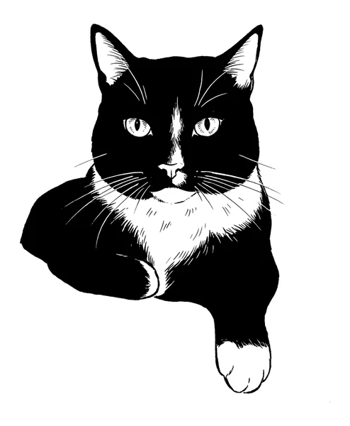 Tuxedo cat as a line art portrait