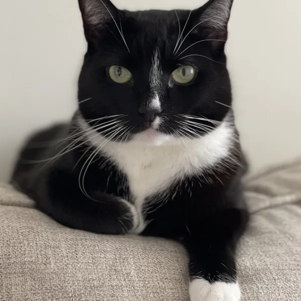 Original photo: tuxedo cat